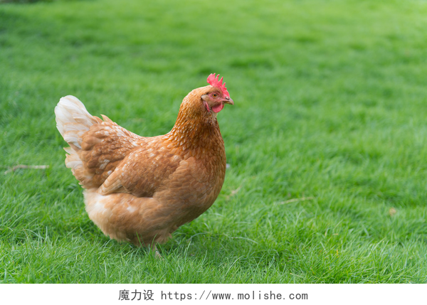 绿色草地上的一只棕色土鸡健康的棕色鸡